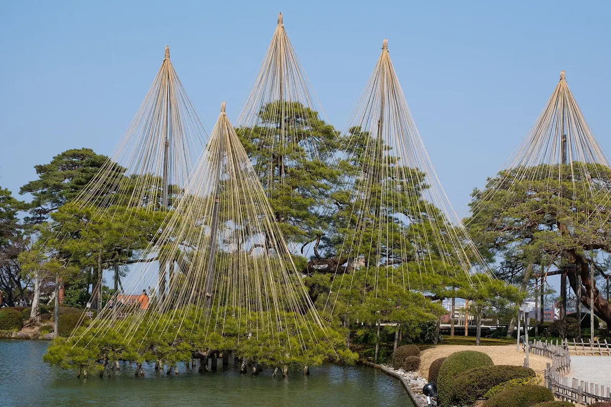 Pine trees supported by conical yukitsuri ropes beside a pond in Kenrokuen Garden
