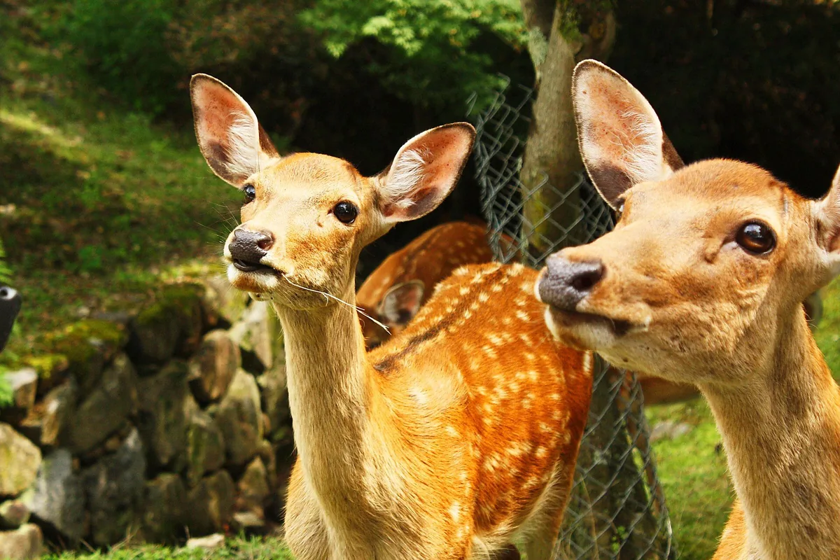Sika deer resting and standing among summer vegetation in Nara Park
