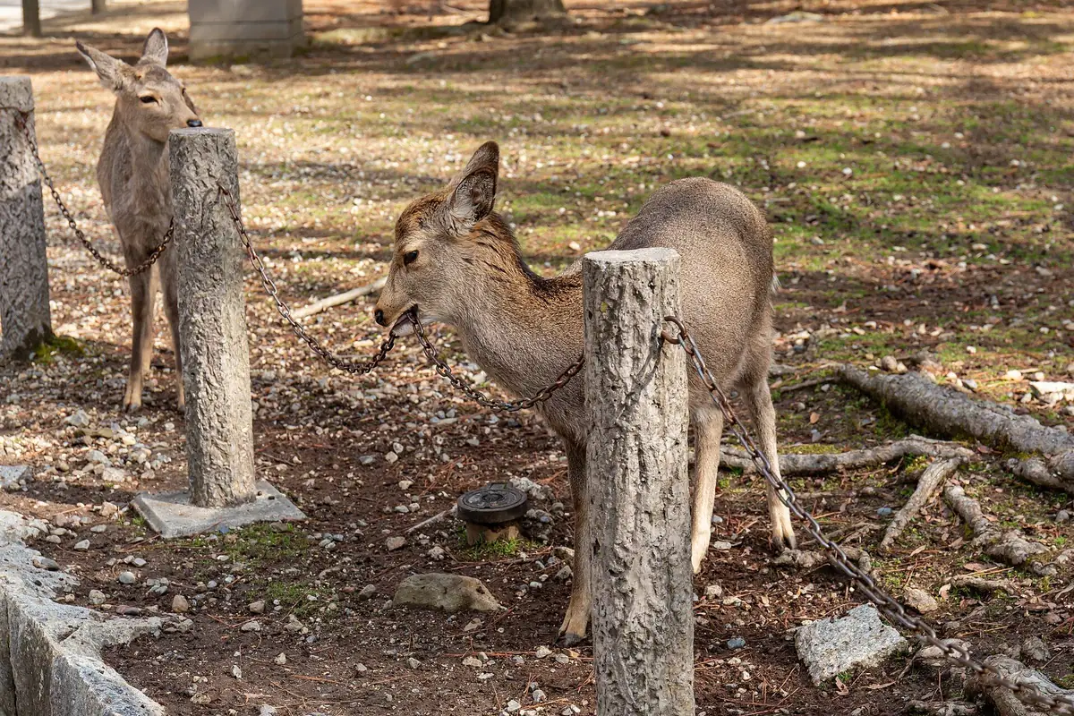 Two sika deer among trees in Nara Park on a winter day
