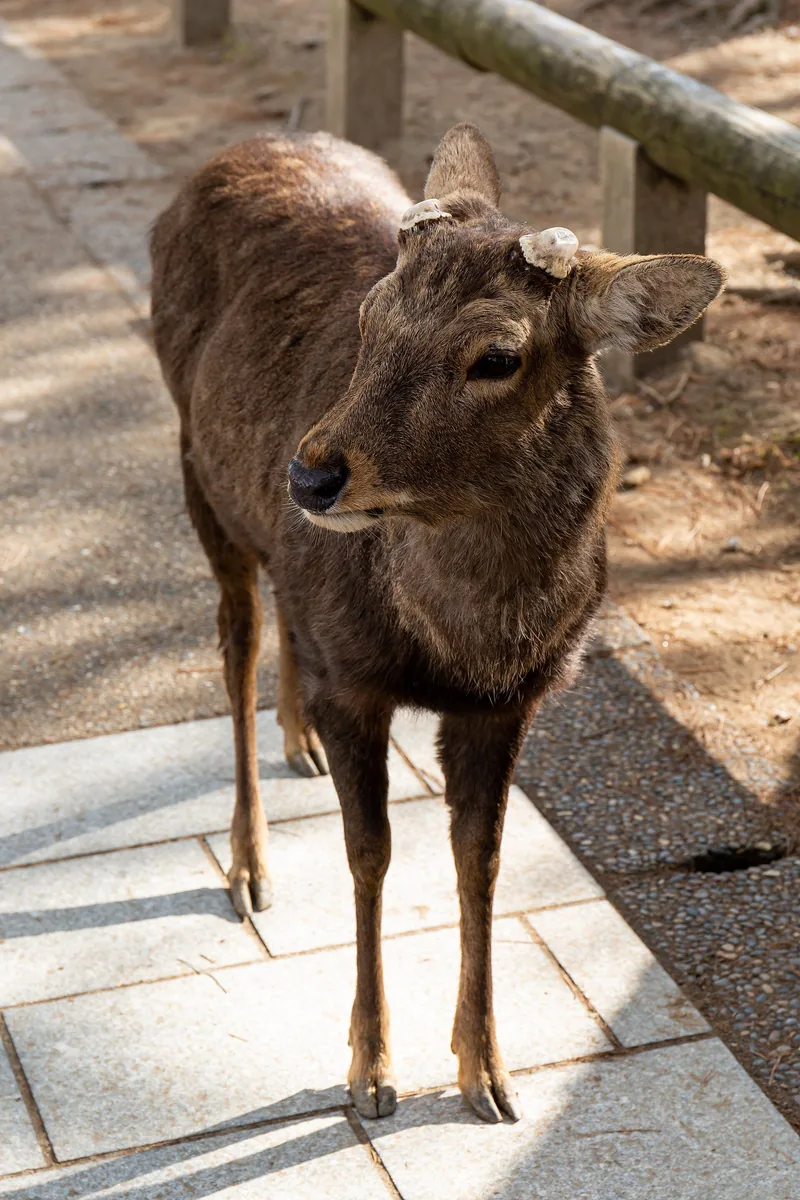 A sika deer standing beside a path in Nara Park