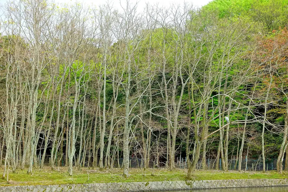 Slender trees at the edge of a wooded area in Nara Park