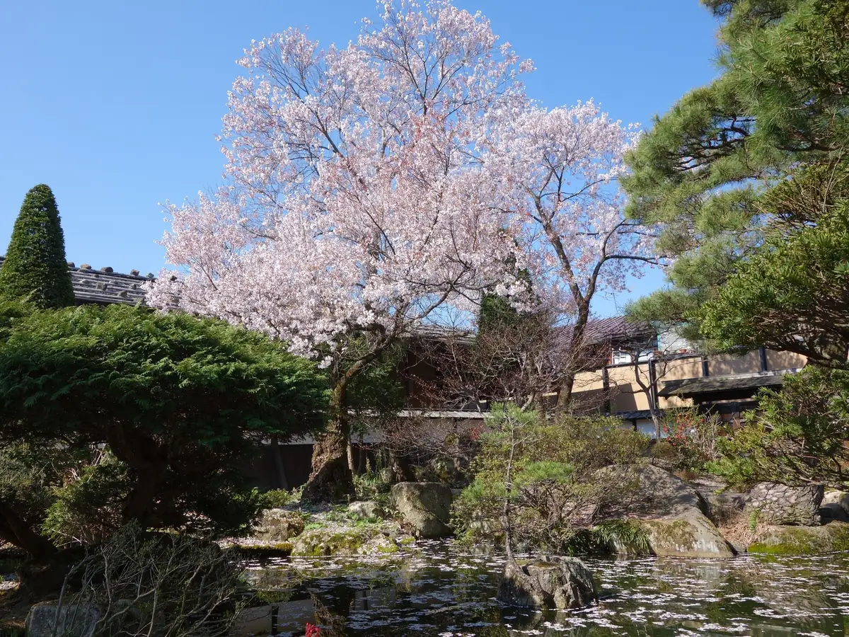 Cherry blossoms and historic buildings in the grounds of Takayama Jinya